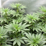 Avoiding Powdery Mildew is Easier Indoors