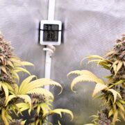 Bigger and Better Cannabis Harvests Using Great Lights Like the 420h