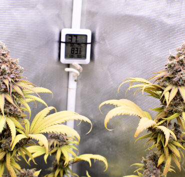 Bigger and Better Cannabis Harvests Using Great Lights Like the 420h
