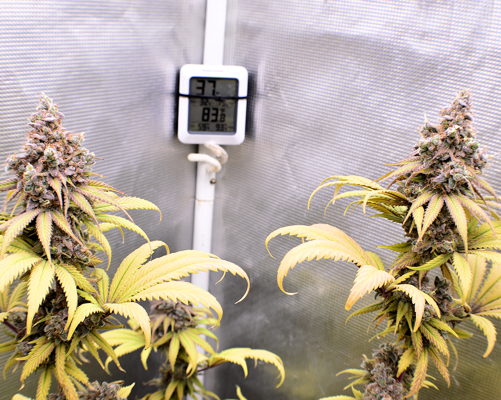 Bigger and Better Cannabis Harvests Using Great Lights Like the 420h