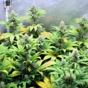 Fading Your Cannabis