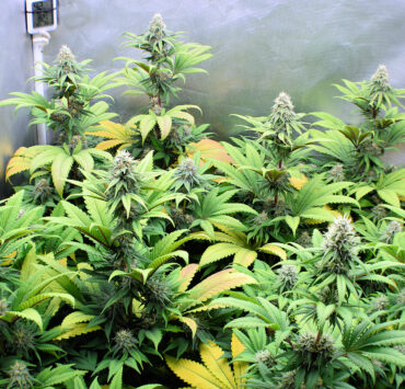 Fading Your Cannabis