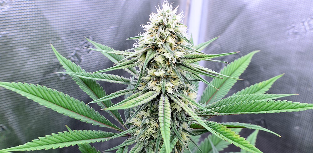 Fading Your Cannabis When You Want to is Easy Using PPM Control