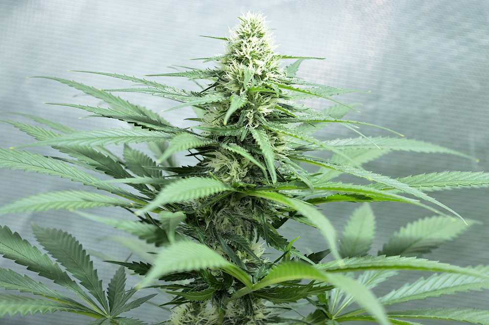 HID Eye Blue Lighting Flowers Plants Big Potent and Very Tasty