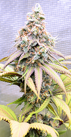 I Love Using Tents to Flower in Especially as They Offer Easily Highly Controlled Environments