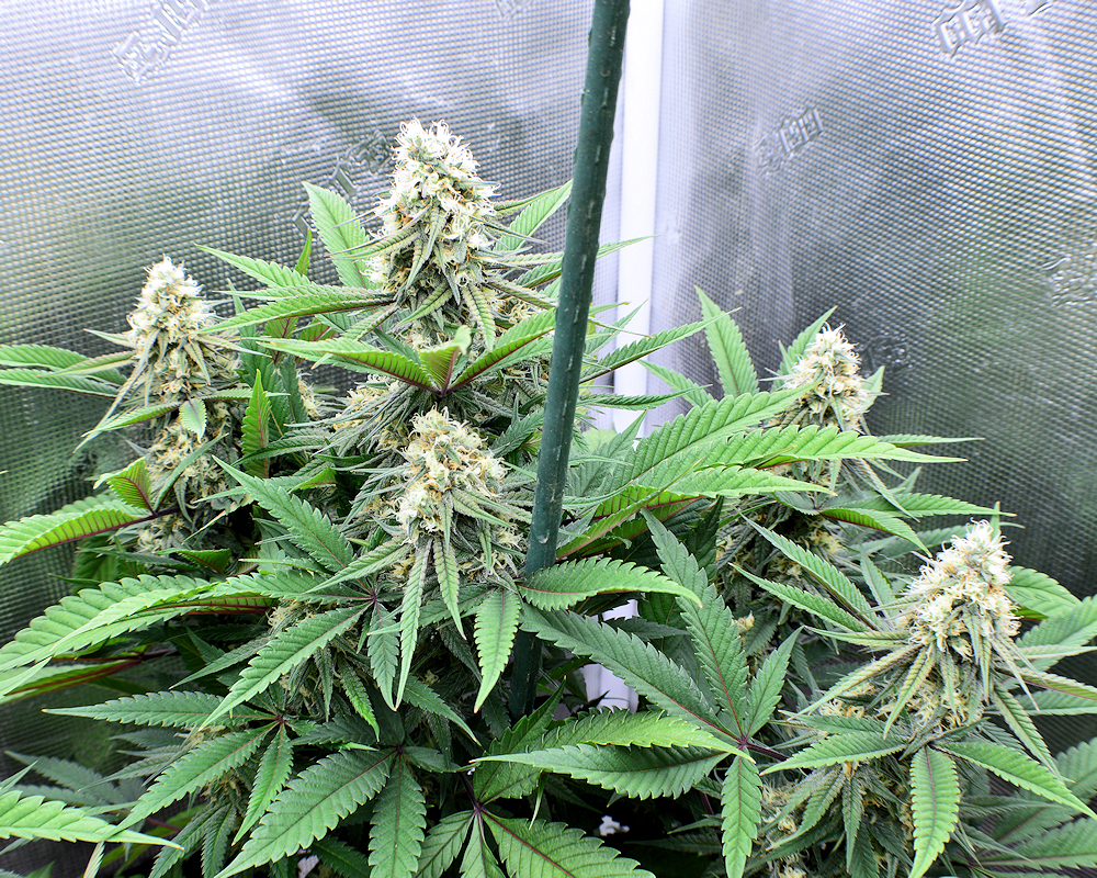Riffraff Thai Rocking Under 420h LED Lighting - Great Cannabis Growing Tools Indeed