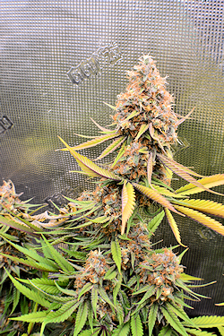 Bigger and Better Cannabis Harvests Baybee