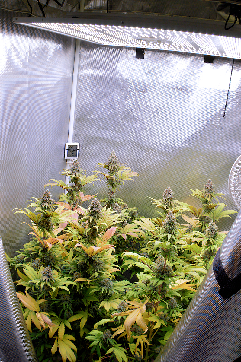 The 420h Full Spectrum 4000 Kelvin LED Growing Light Rocks Baybee