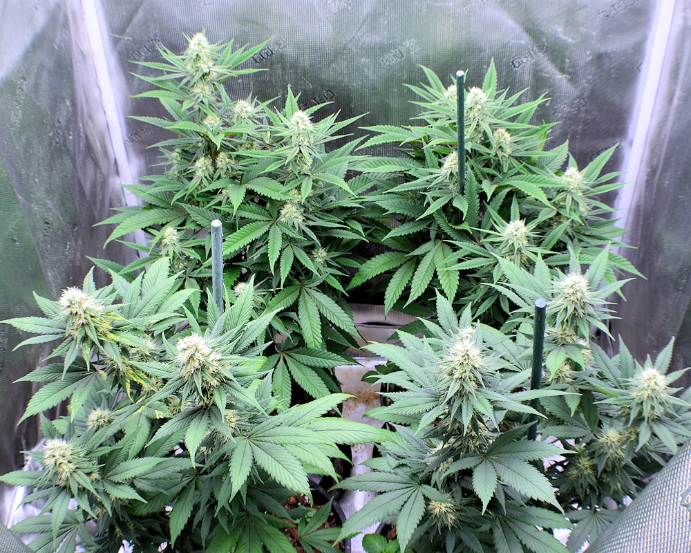 These Plants Also Under a 420h LED Will Begin to Fade in About a Week