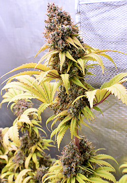 A Very Pretty Cola of a Topped Skyanchor Plant