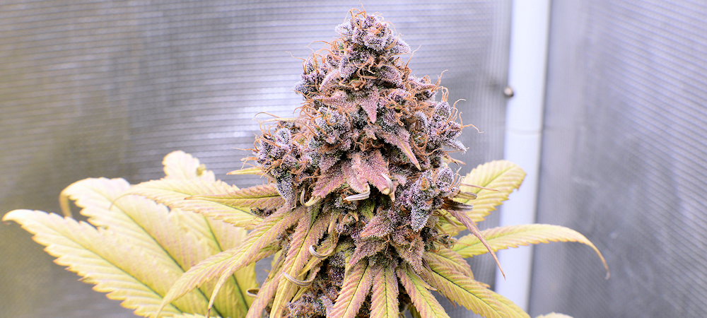 All Photos of Skyanchor are Grown Using the 420h LED Grow Light by NextLight