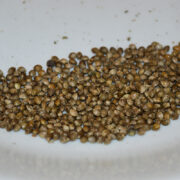 Curing and Storing Cannabis Seeds