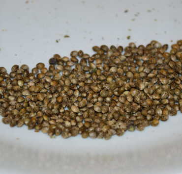 Curing and Storing Cannabis Seeds