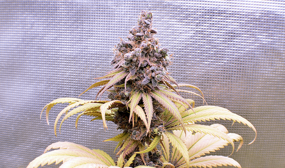 Even Handling These Buds a Little to Smoke Them Results in Very Sticky Fingers