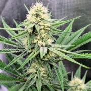 Growing Cannabis Using Crab Meal