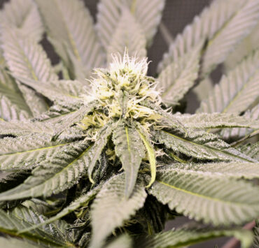 Selecting Cannabis Varieties to Grow can be a Blast