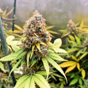 Too Hot for Cannabis Plants—Not This One