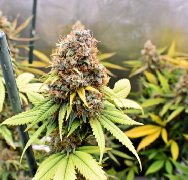 Too Hot for Cannabis Plants—Not This One
