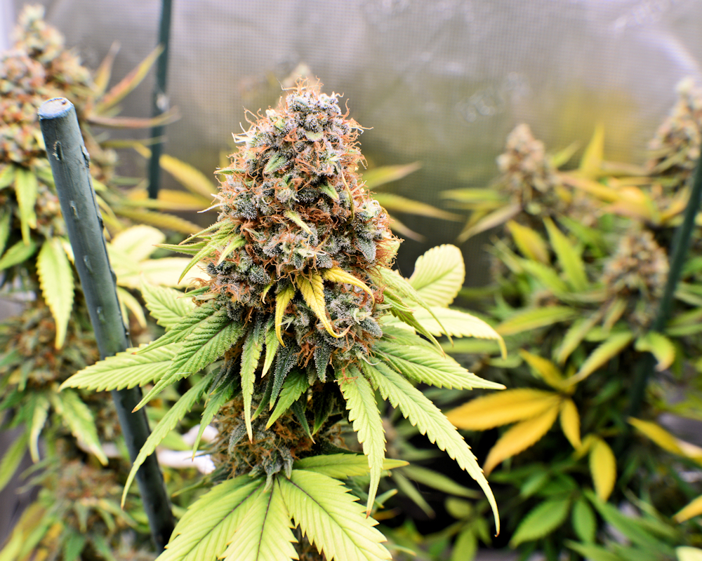 Too Hot for Cannabis Plants—Not This One