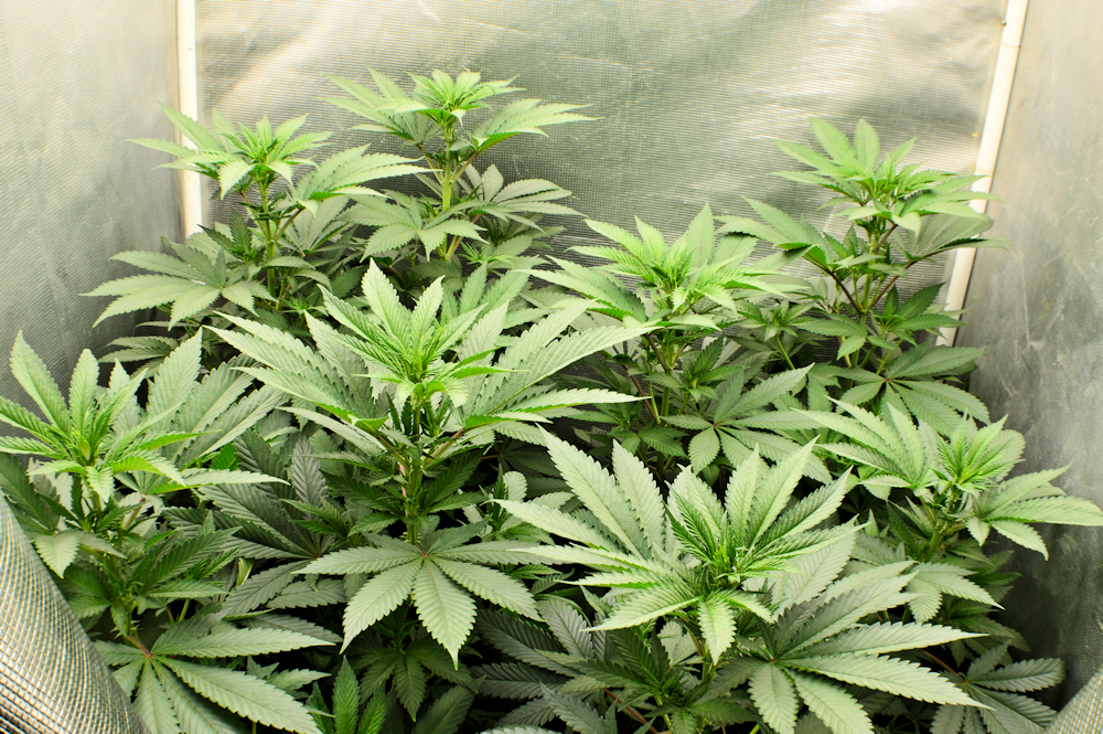 Smoking Weeds with Bad Lungs