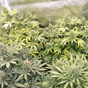 Lush Growth Composting for Cannabis Growing Baybee