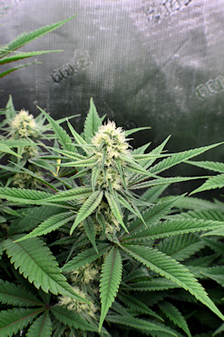 Smoking Weeds with Bad Lungs Starts with Quality Organically Grown Weeds