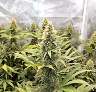 TLO Micropond Growing Just Got Kicked up a Notch
