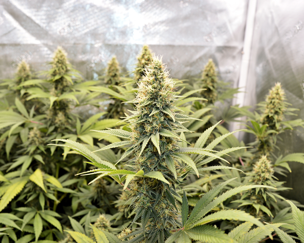 TLO Micropond Growing Just Got Kicked up a Notch