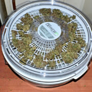 Too Humid to Dry Cannabis Solution