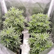Red Russian Skunk
