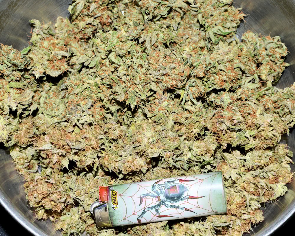 Red Russian Skunk Buds O PlentyRed Russian Skunk Buds O Plenty