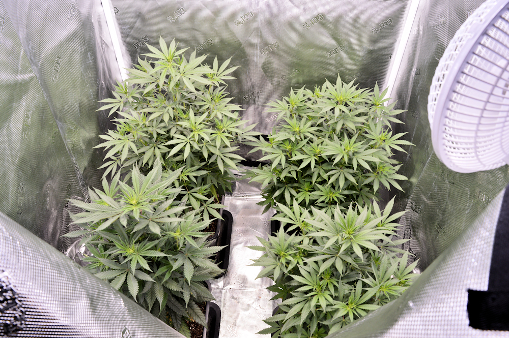 Red Russian Skunk