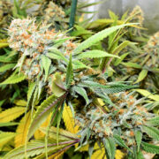 Soil Amendments and pH