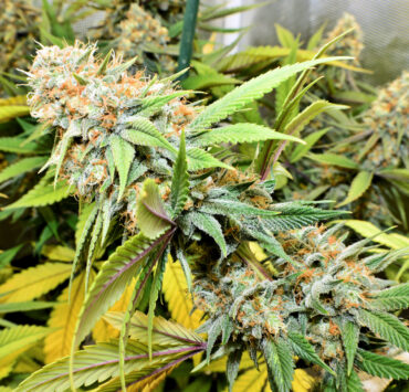 Soil Amendments and pH