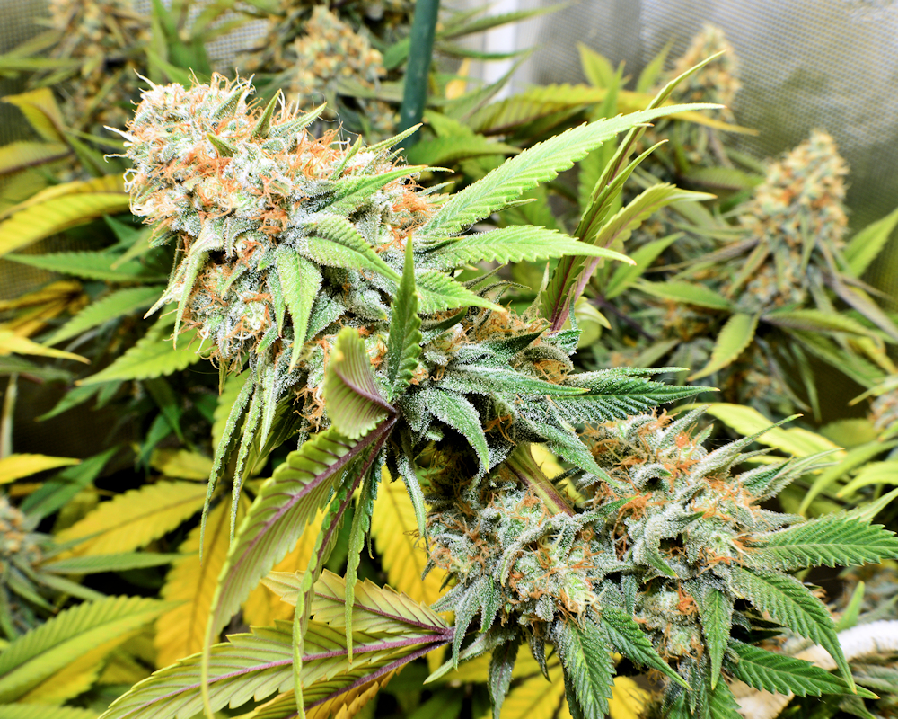 Soil Amendments and pH