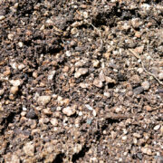 Transplanting Cannabis in Living Soil is Easy