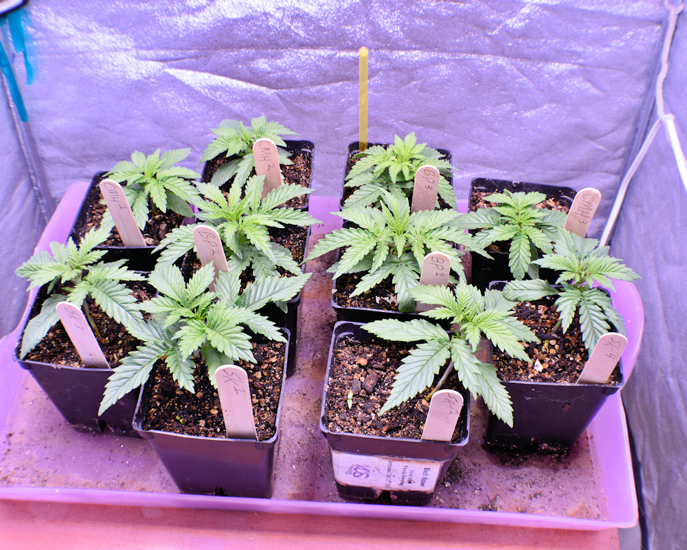 Awesome Cannabis Breeding Routine