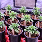 General Cannabis Growing