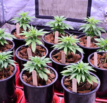 General Cannabis Growing