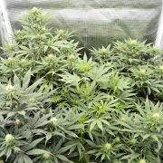 Cannabis Resin Properties