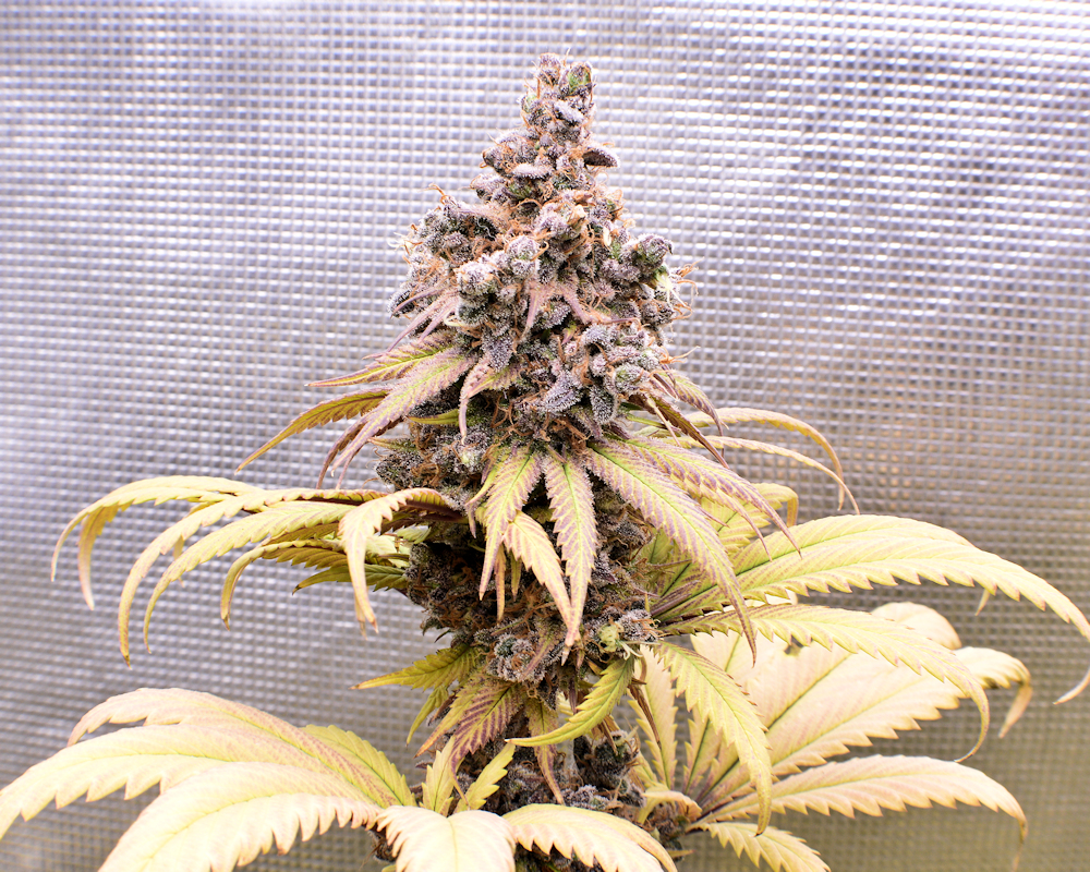 The Mysterious and Deadly Skyanchor Genetics