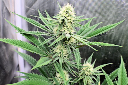 The Paternal P1 Breeder for La Smush, the Riffraff Thai Females are Grapefruit and Honey Oil Terpenes