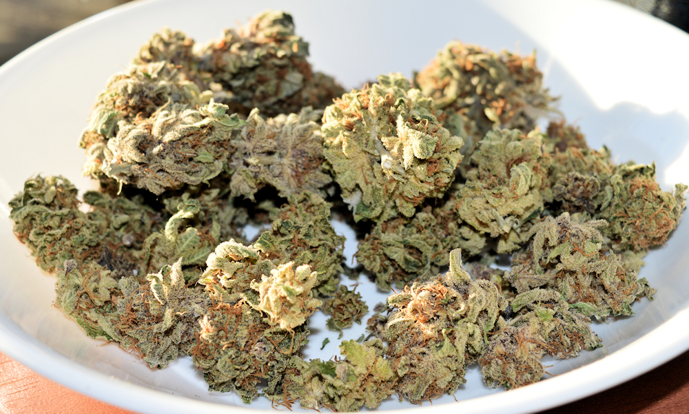 Enhancing Cannabis Terpenes is a Very Straightforward Kind of Thing Using a Light Touch