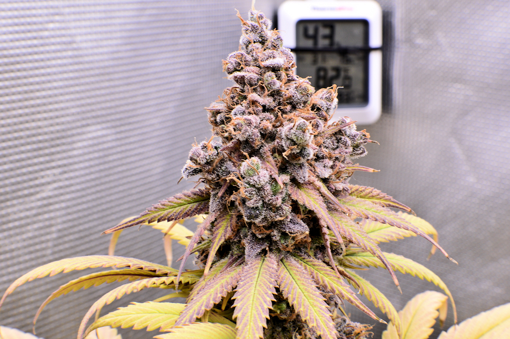 In Later Flowering Stage Small Mistakes Can Bone You Bigtime