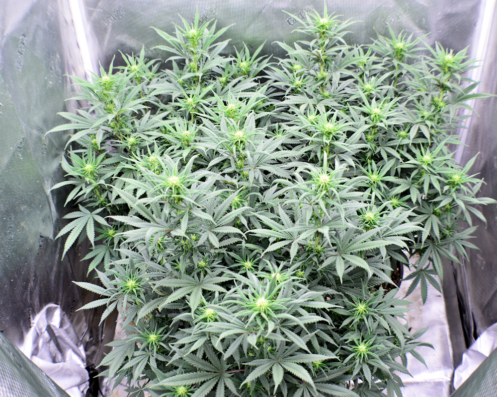 This Tent is Already Starting to Smell a Bit Like a Skunk’s House
