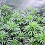 Unique Cannabis Growing Issues