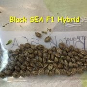 Black SEA Seeds