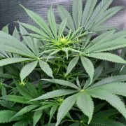 Soil Structure for Growing Cannabis