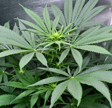 Soil Structure for Growing Cannabis