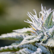 cannabis plant